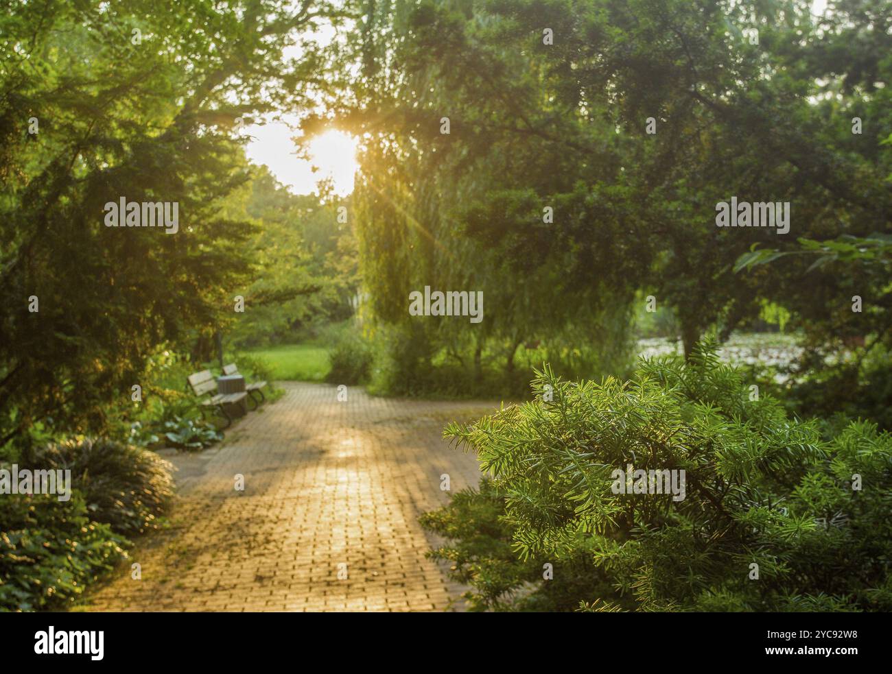 Belles aiguilles vertes en jaune l rayons de soleil du coucher de soleil dans le parc botanique Flora Banque D'Images