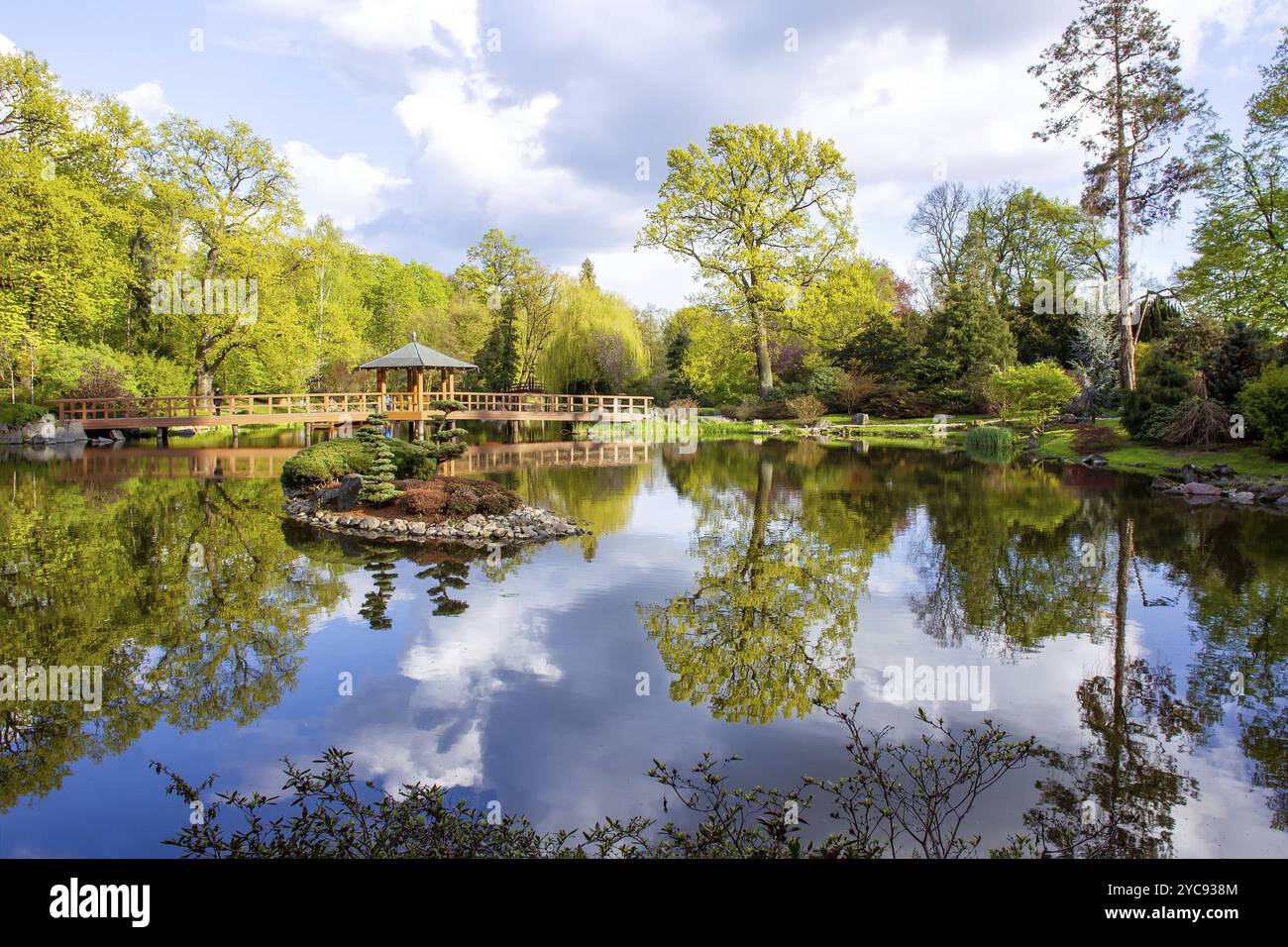 Paysage vert clair frais du jardin japonais à Wroclaw. Réflexions dans l'eau et pont en bois au centre de l'étang. Petite île au trône de pin topiaire Banque D'Images