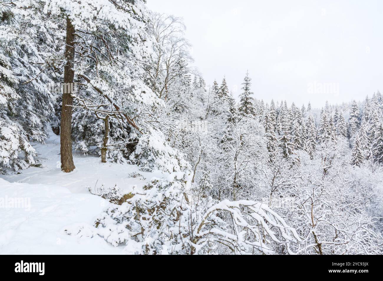 Plateau rock avec des arbres dans la forêt d'hiver Banque D'Images