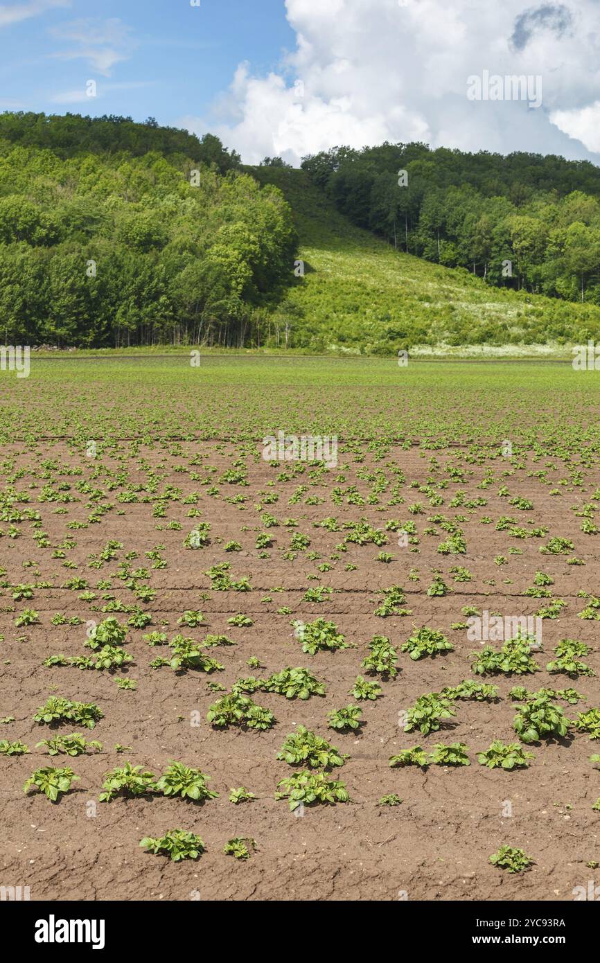 Plants de pommes de terre sur un champ à une montagne avec un forêt Banque D'Images