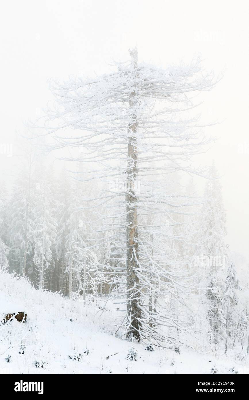 Vieux chicot dans un paysage d'hiver brouillard givré Banque D'Images
