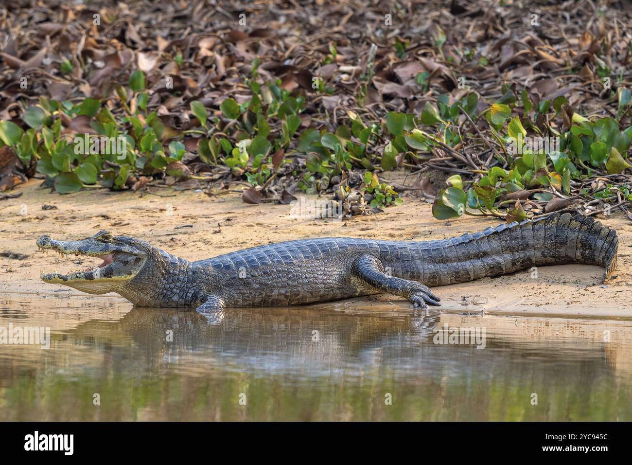 Caiman (Caimaninae), crocodile (Alligatoridae), crocodile (Crocodylia), rampant dans l'eau, Pantanal, intérieur des terres, zone humide, réserve de biosphère de l'UNESCO, BT Banque D'Images