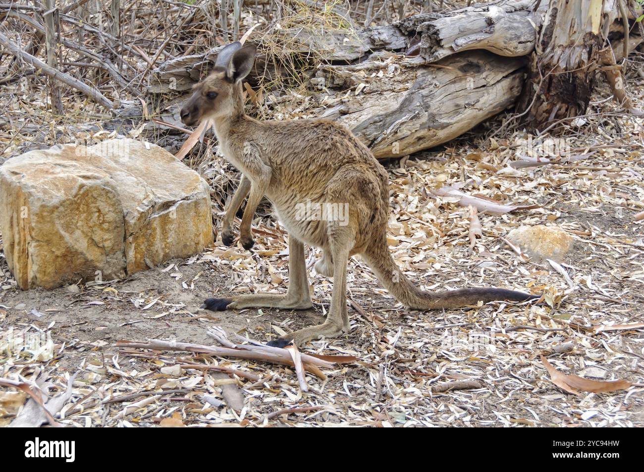 Kangourou en pleine alerte à Wilpena Pound, Flinders Ranges, Australie méridionale, Océanie Banque D'Images