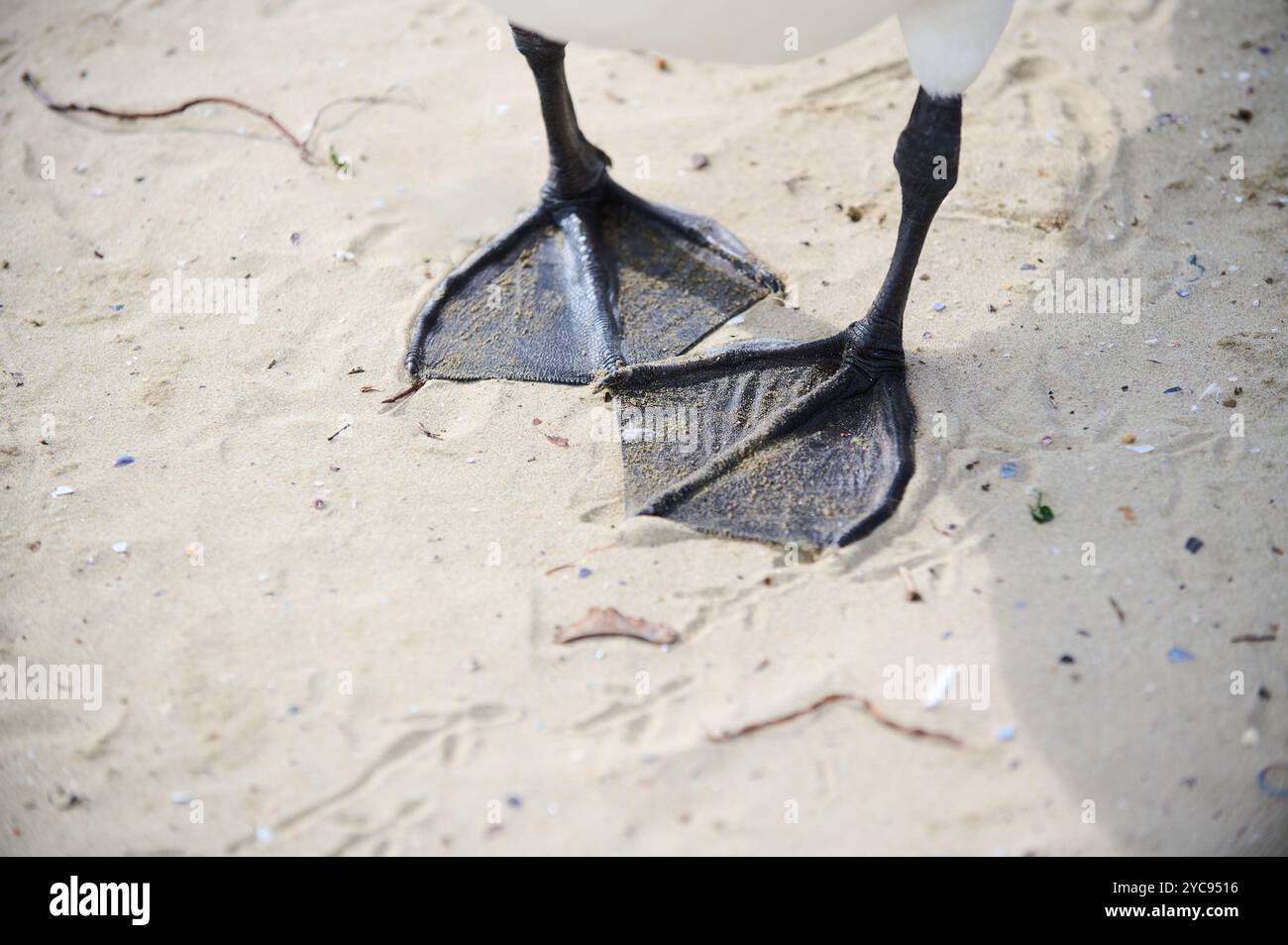 Gros plan des pieds palmés d'un cygne debout sur une plage de sable. Texture visible du sable, avec quelques empreintes de pas et de petits débris en arrière-plan Banque D'Images