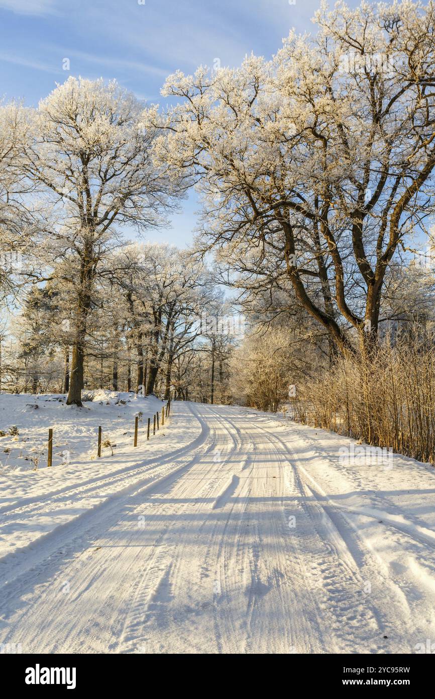 Hiver neige route à travers un bois de chêne Banque D'Images