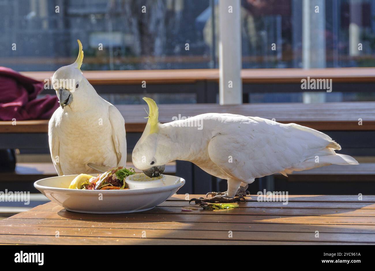 Les cacatoès à crête soufrée apprécient un bon repas, Lorne, Victoria, Australie, Océanie Banque D'Images