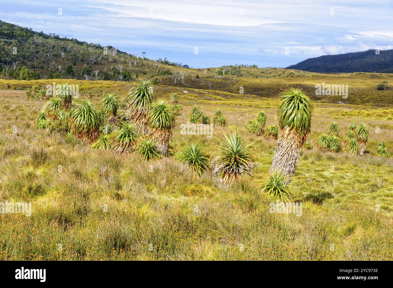 Prairie dans le parc national de Cradle Mountain-Lake St clair, Tasmanie, Australie, Océanie Banque D'Images