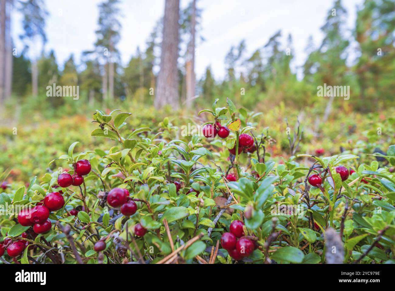 Le cowberry rouge grandit dans les bois Banque D'Images