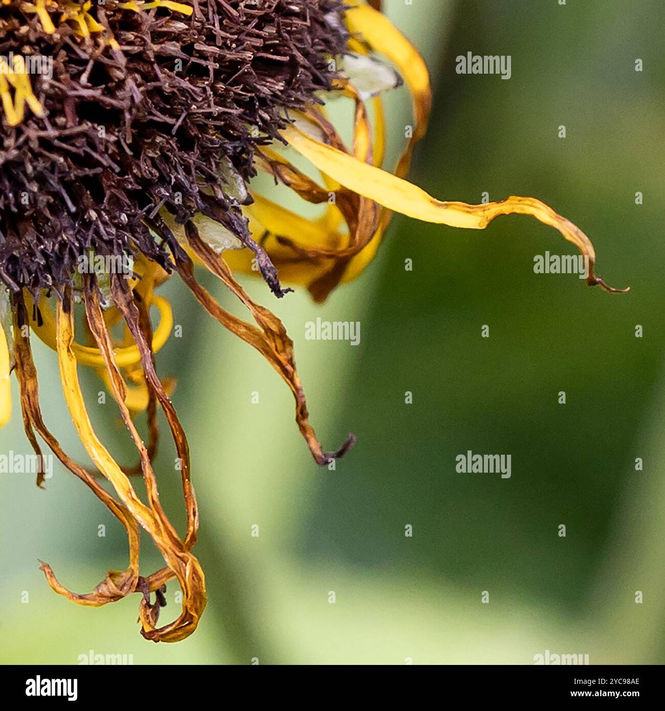 Section tournesol mourant Banque D'Images