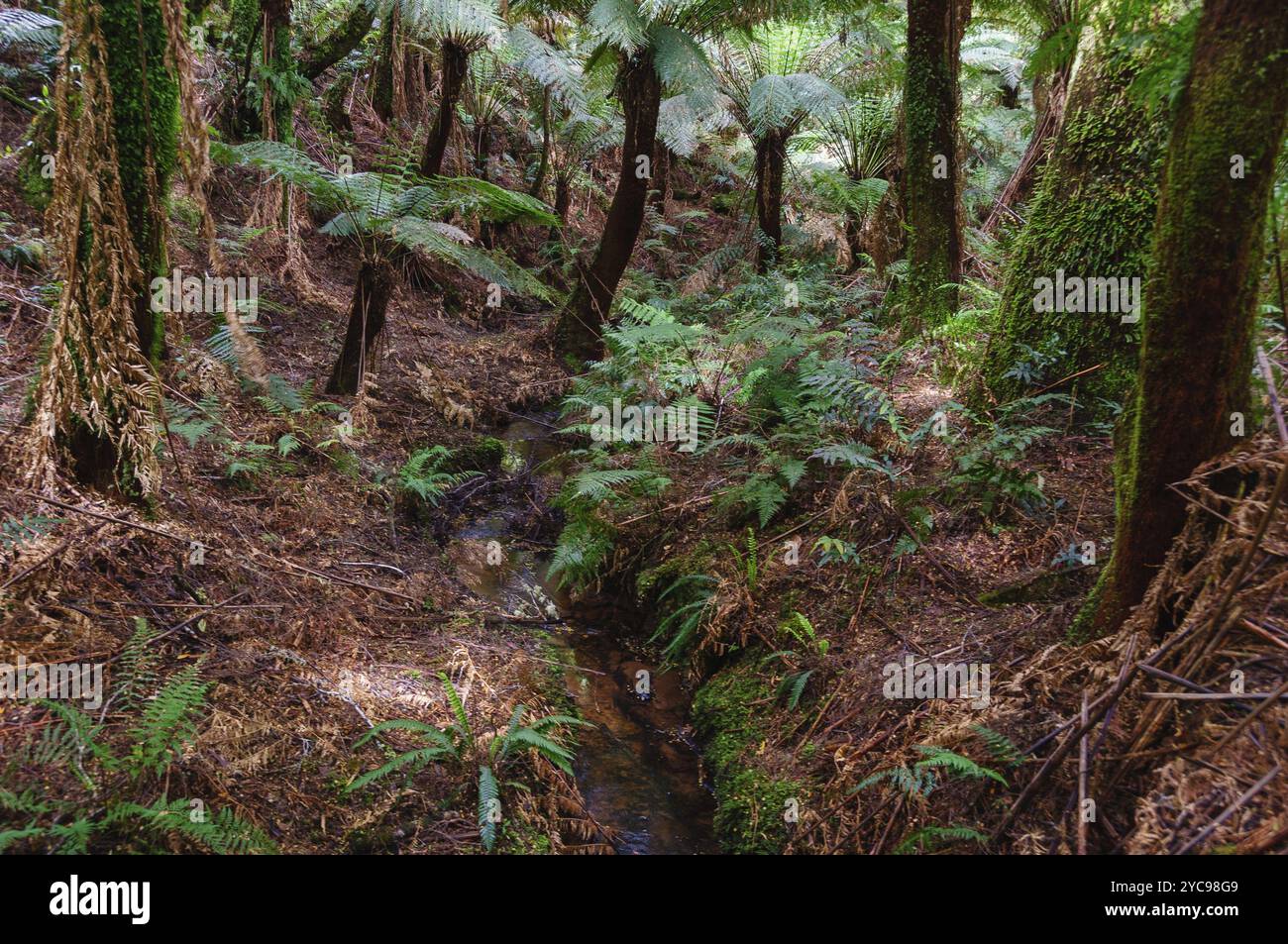Végétation luxuriante le long de la forêt tropicale de Maits Rest Walk au cœur de la magnifique chaîne des Otway, Apollo Bay, Victoria, Australie, Océanie Banque D'Images