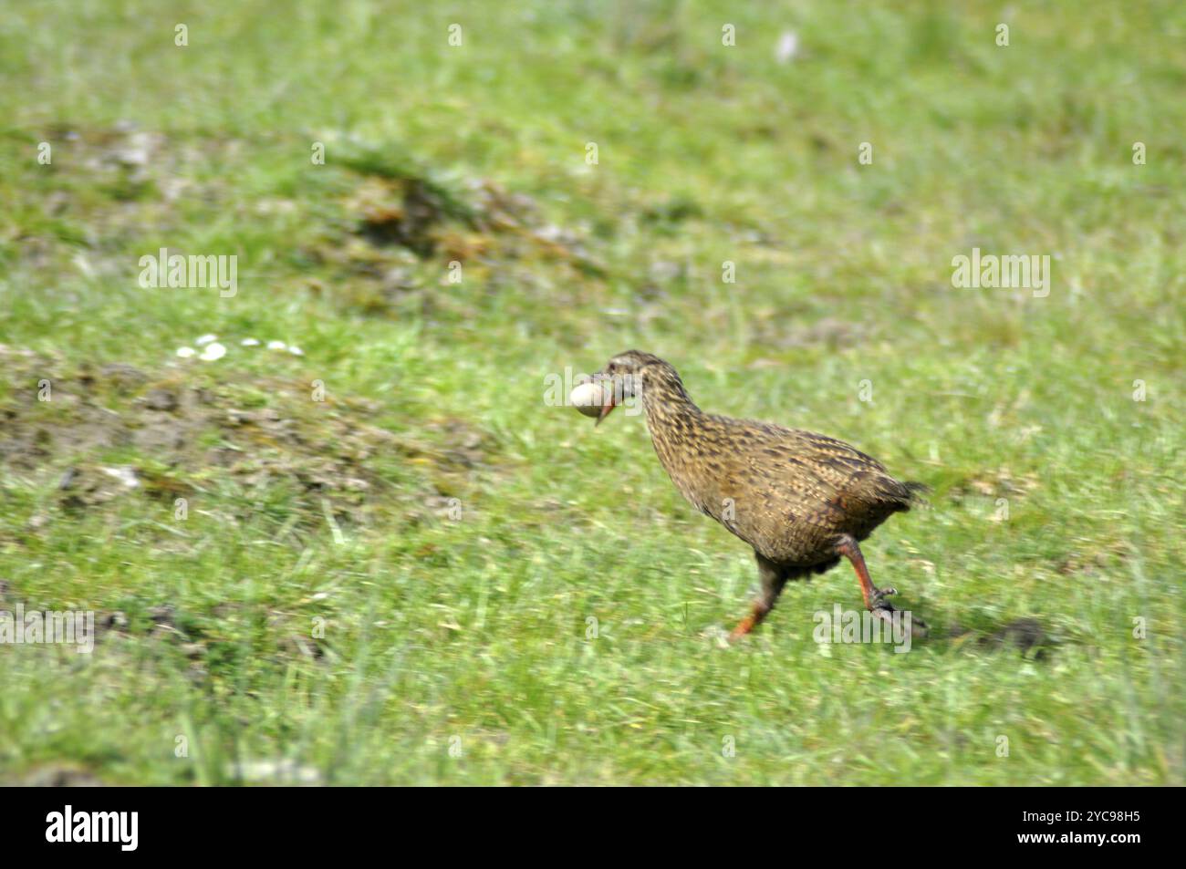 La récupération de WEKA, Gallirallus australis, court avec un œuf volé dans le nid d'un pukeko, Porphryio porphryio, Westland, Île du Sud, Nouvelle-Zélande, O Banque D'Images