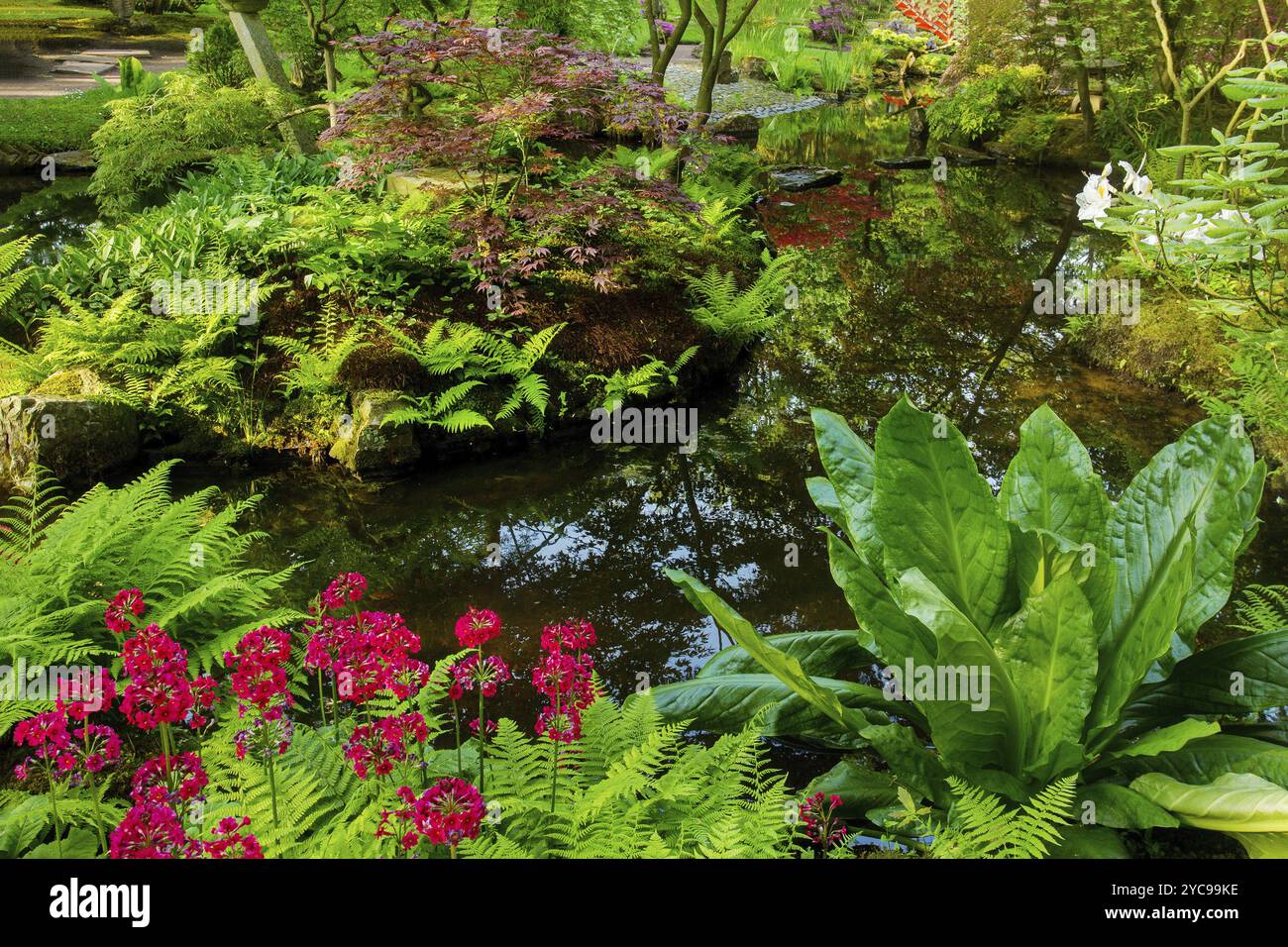 Incroyable jaune, rose rhododendron Bush fleur et sentier de randonnée dans le jardin japonais à la Haye en mai, beauté de la nature! Étang et plantes aquatiques Banque D'Images