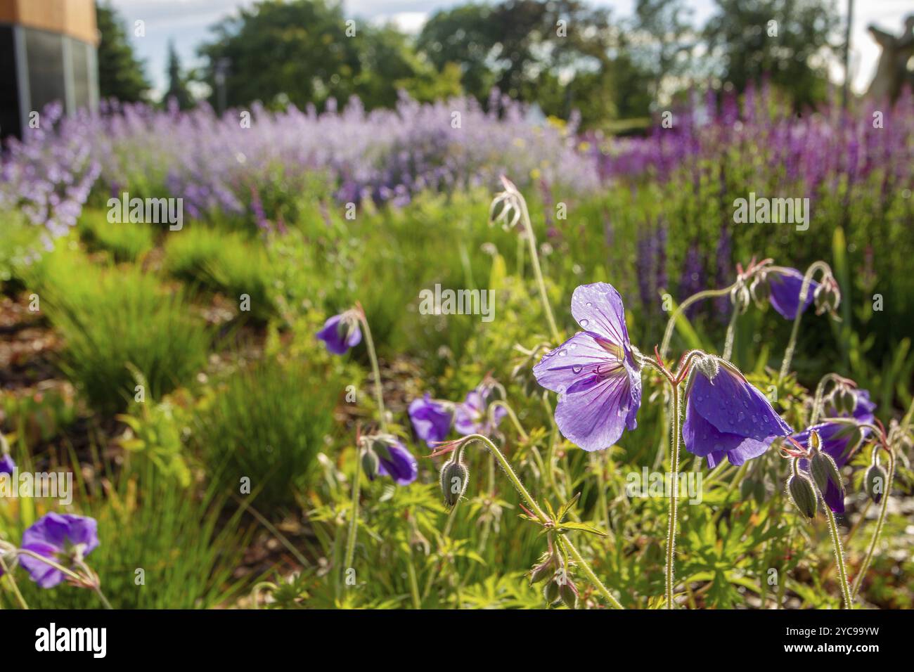 Violet et violet clair sauge dans Museon Park Moscou. Nature fantastique à l'été dans la capitale russe pivoines rouges et sages violets dans le parc Muzeon Moscou, F Banque D'Images