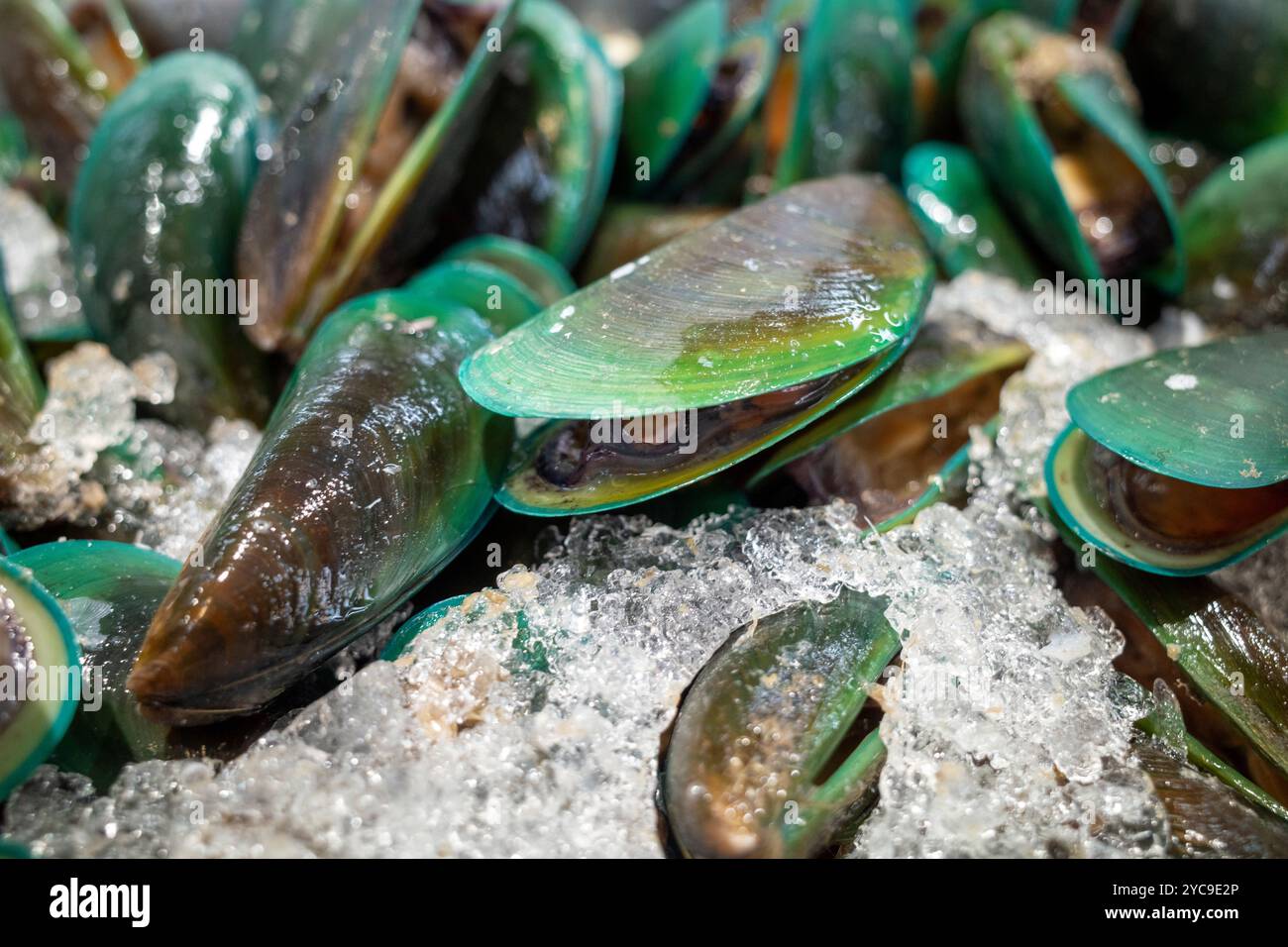 Coquille de moule verte fraîche sur glace à vendre au supermarché. Banque D'Images