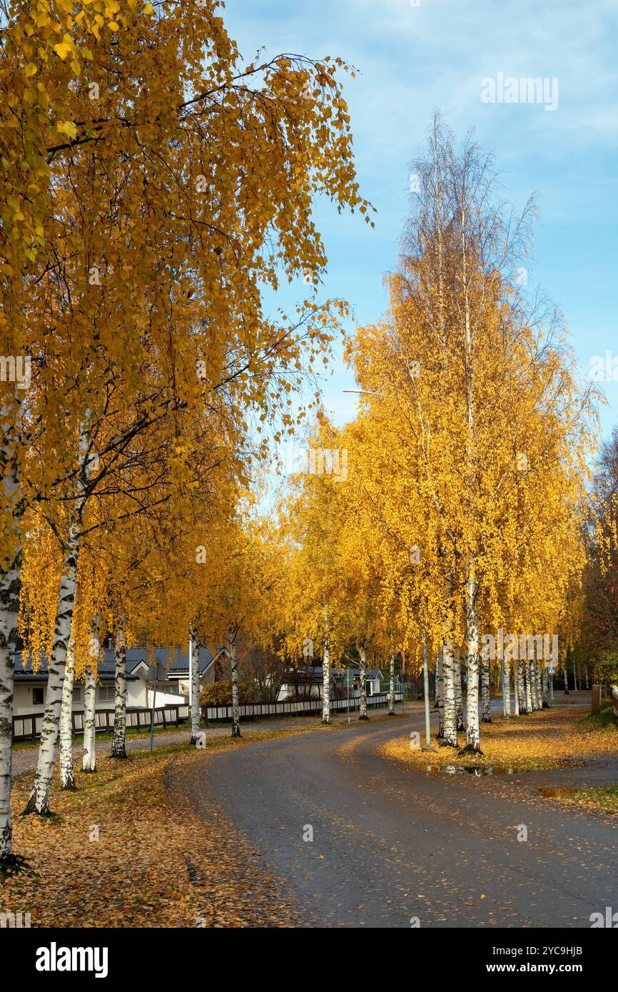 Rue d'automne avec paysage de bouleau argenté à Oulu, Finlande Banque D'Images