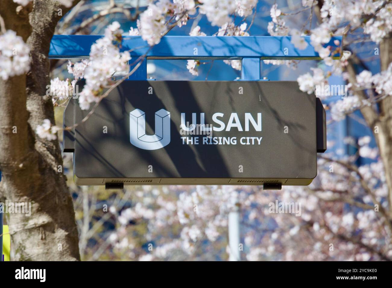 Ulsan, Corée du Sud - 21 mars 2020 : gros plan du panneau 'Ulsan - The Rising City', entouré de cerisiers en fleurs près de Mugocheon. Le vi Banque D'Images