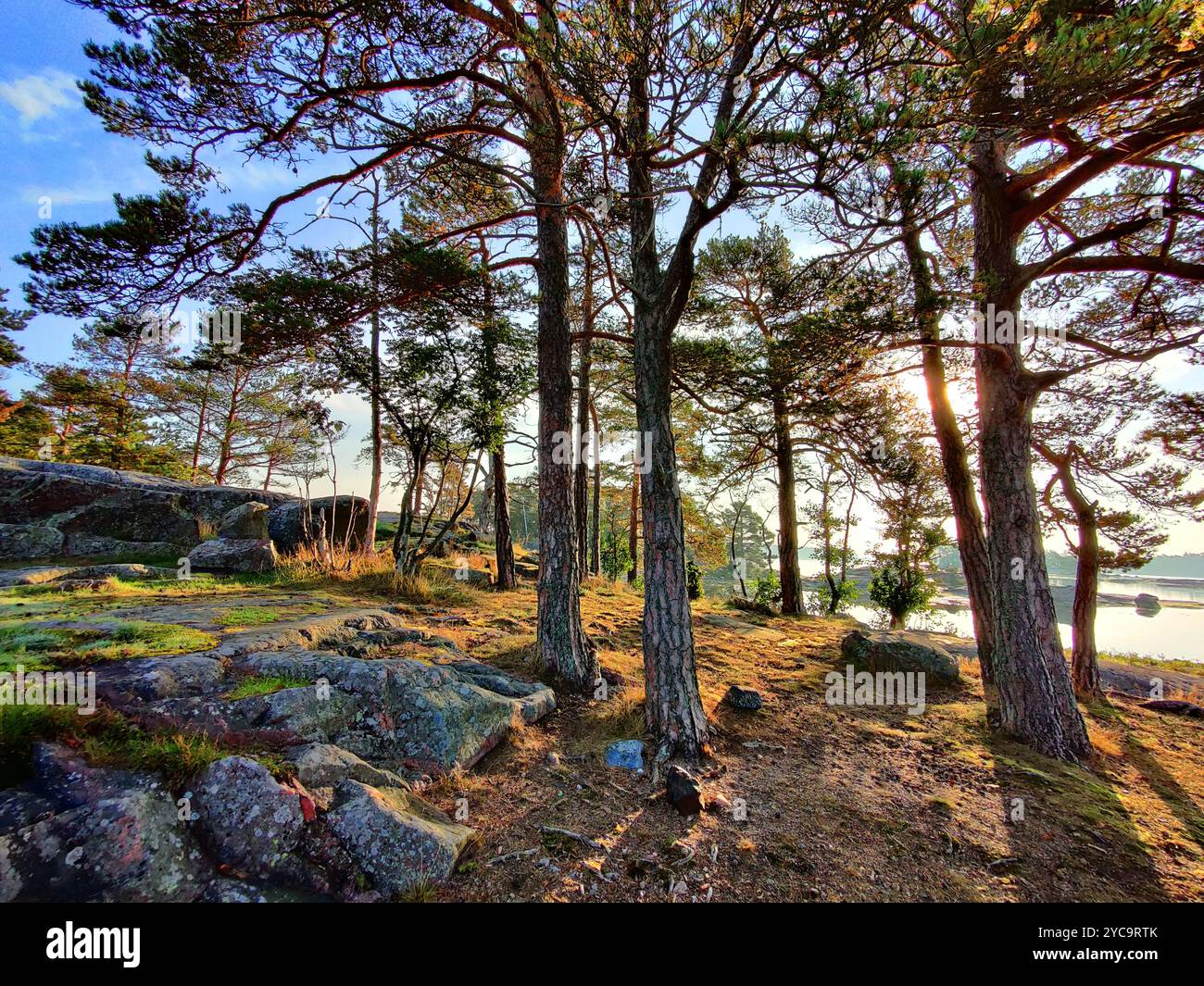 La côte du golfe de Finlande dans un merveilleux coucher de soleil d'été Banque D'Images