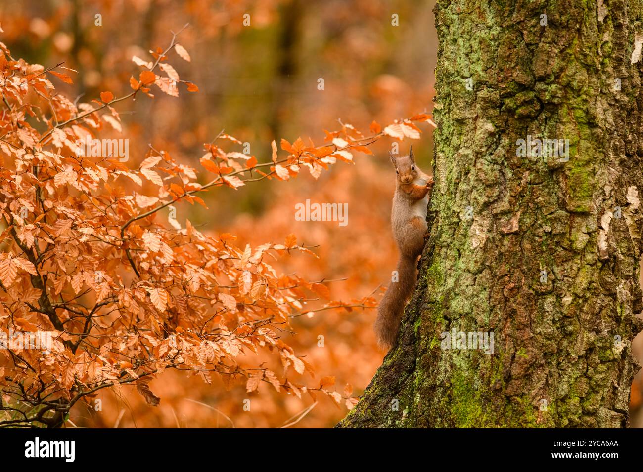 Écureuil roux (Sciurus vulgaris) en automne, Highlands écossais Banque D'Images