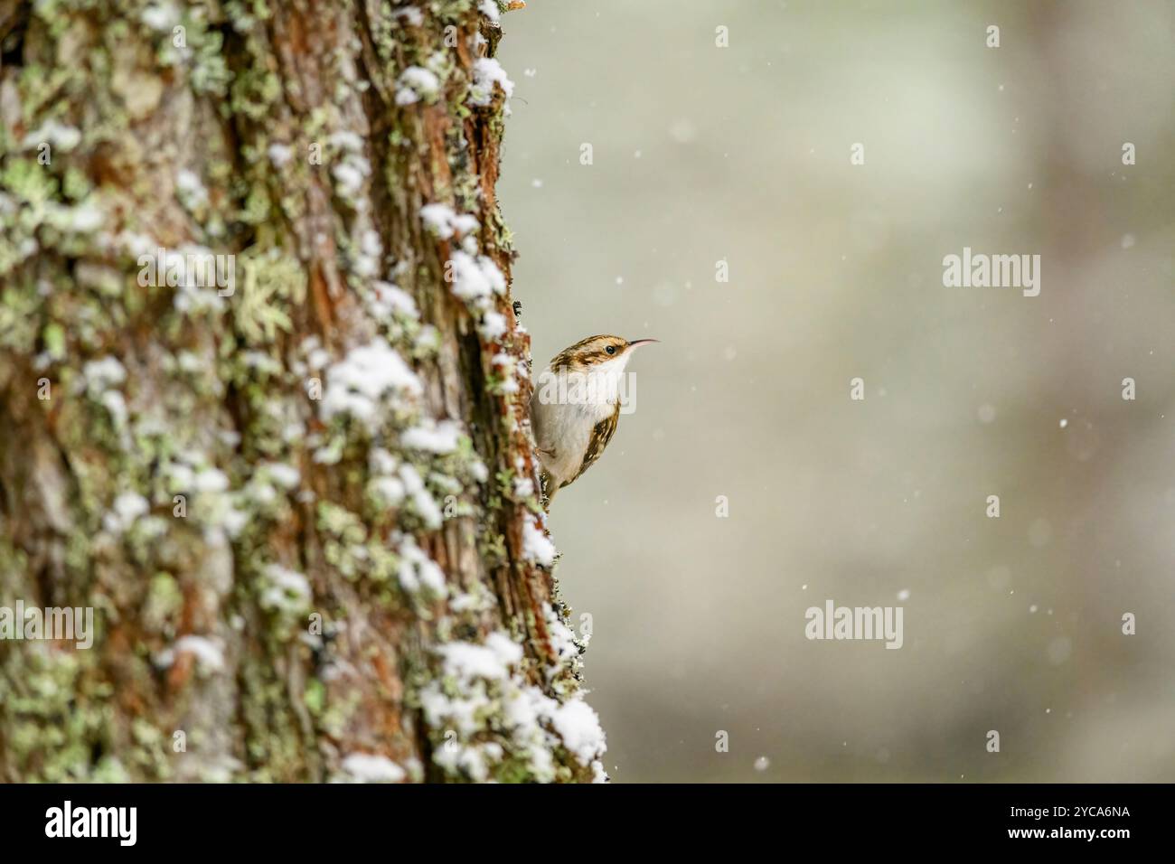 Treecreeper (Certhia familiaris) dans la neige tombante Banque D'Images