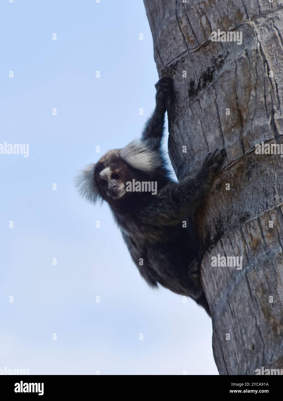 Le marmoset noir et blanc de Wied Callithrix kuhlii grimpant une tige de palmier Banque D'Images