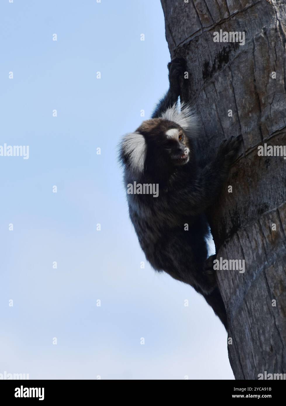 Le marmoset noir et blanc de Wied Callithrix kuhlii grimpant une tige de palmier Banque D'Images