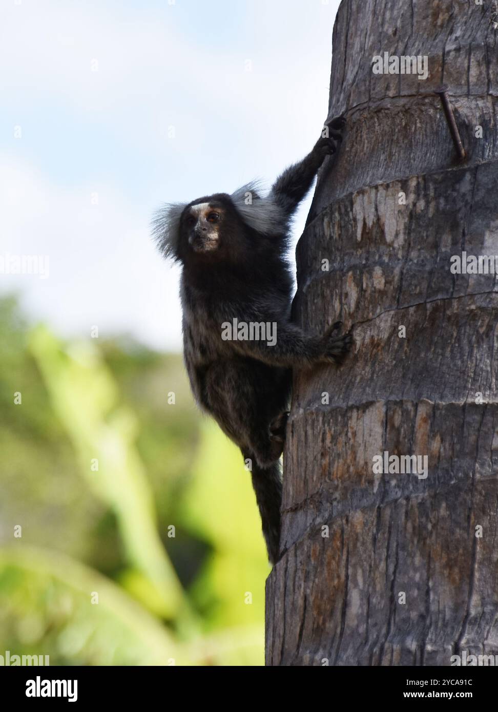Le marmoset noir et blanc de Wied Callithrix kuhlii grimpant une tige de palmier Banque D'Images