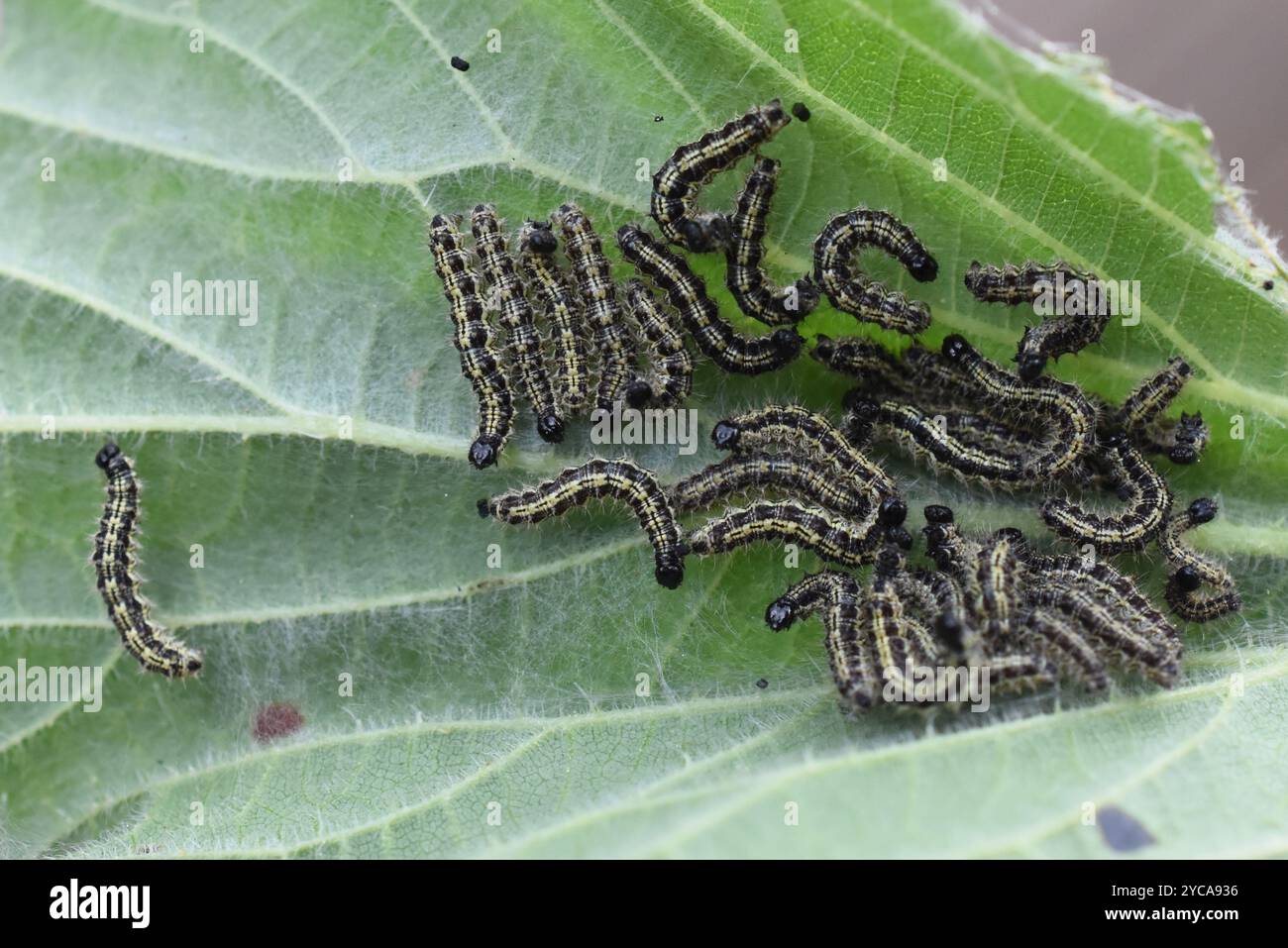 Larves de papillon en écaille de tortue Aglais urticae mangeant sur feuille d'ortie piquante Banque D'Images