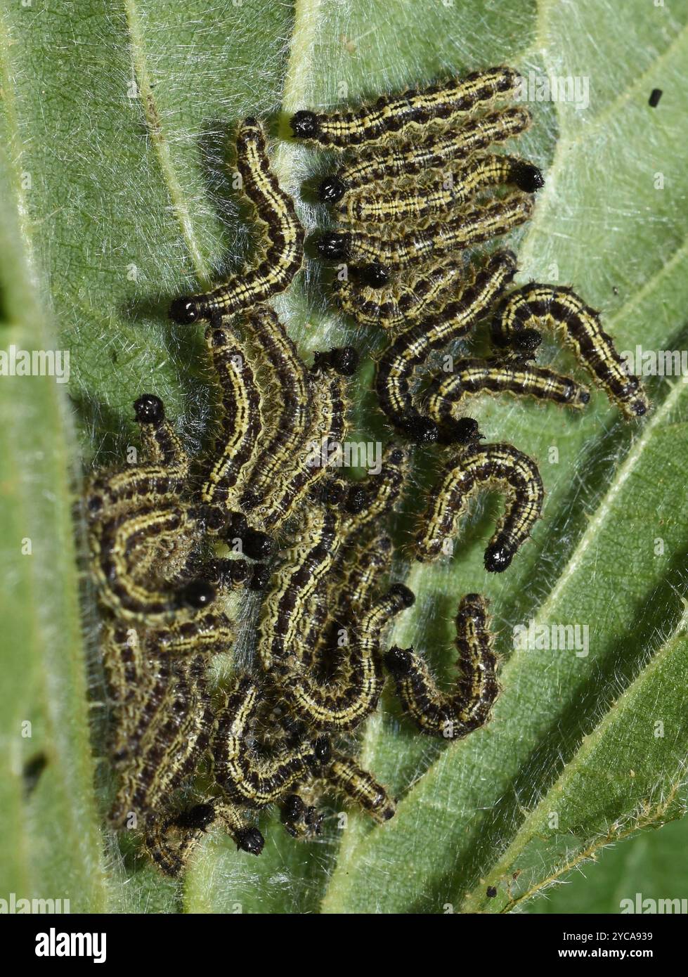 Larves de papillon en écaille de tortue Aglais urticae mangeant sur feuille d'ortie piquante Banque D'Images