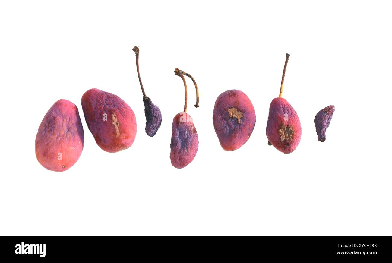 Infection fongique Taphrina pruni par la galle de prune sur prune violette isolée sur fond blanc Banque D'Images