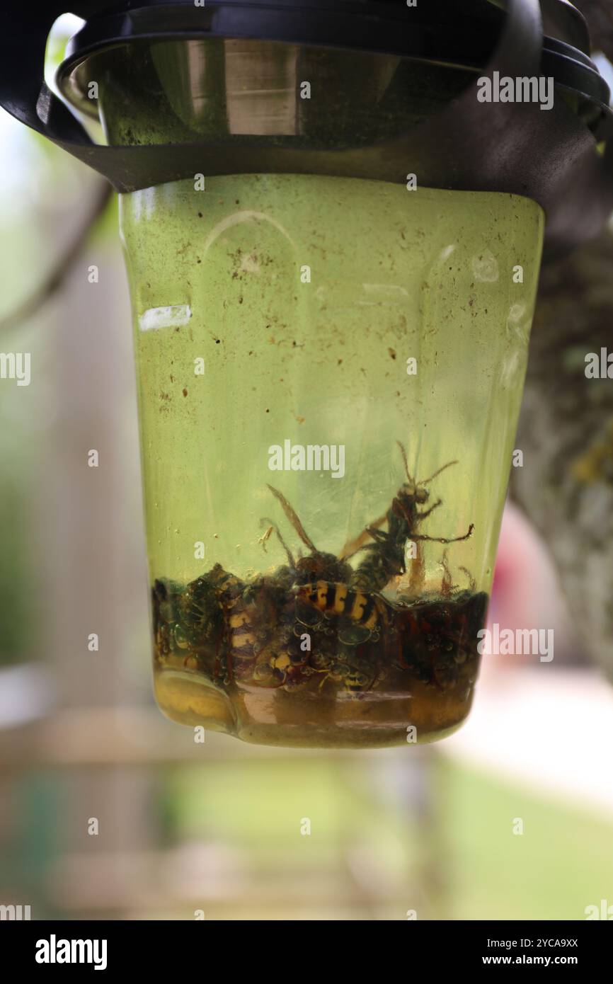 Piège à frelons dans un pot suspendu à un arbre. Banque D'Images