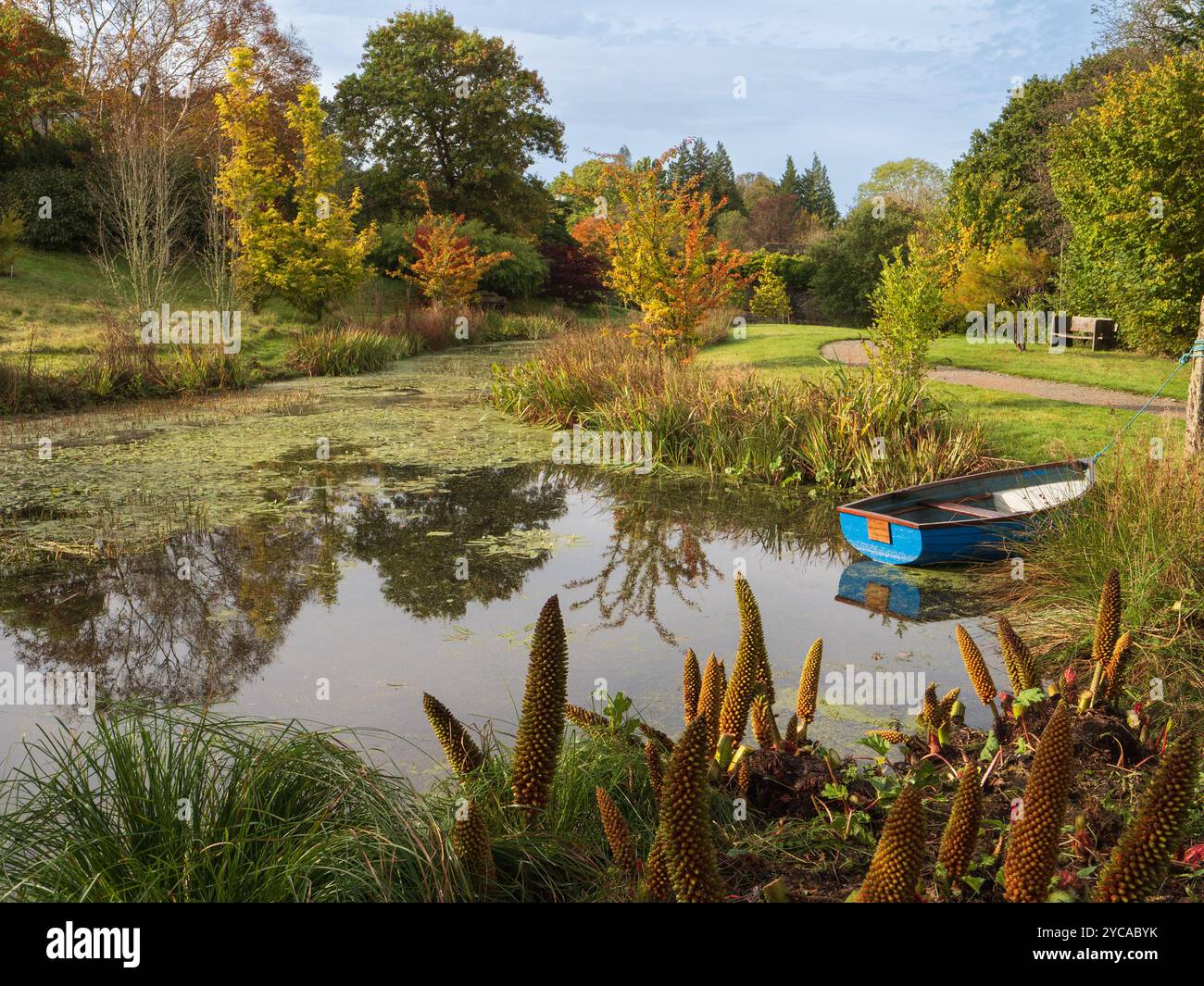 Vue d'automne sur le lac Arboretum au Garden House, Devon, Royaume-Uni Banque D'Images