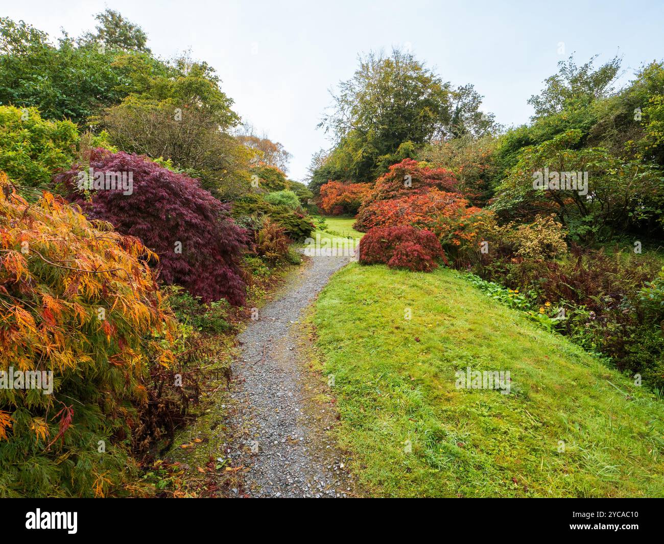 Couleur d'automne dans les érables japonais dans la Glade Acer à la Garden House, Devon, Royaume-Uni Banque D'Images