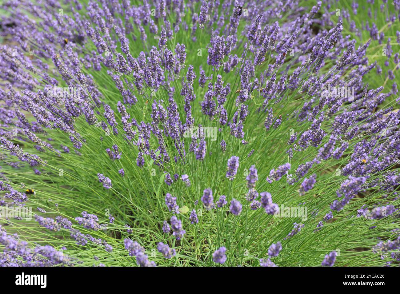 Gros plan de tiges de lavande avec des fleurs en été. Banque D'Images