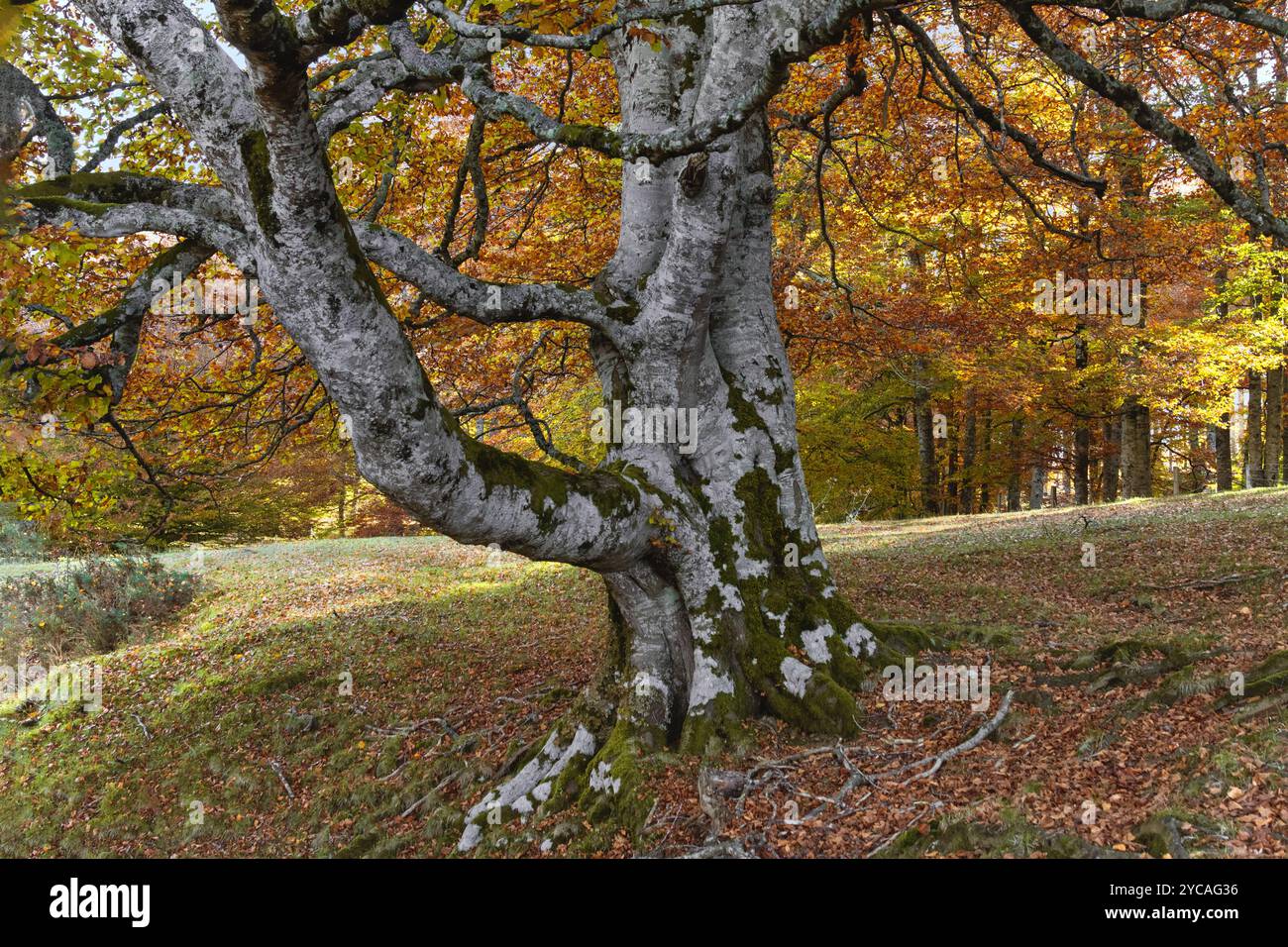 Le parc naturel d'Aralar est connu pour ses forêts de hêtres d'une véritable beauté pittoresque. L'arbre au premier plan est un symbole de force, de résistance et de vitalité. Banque D'Images