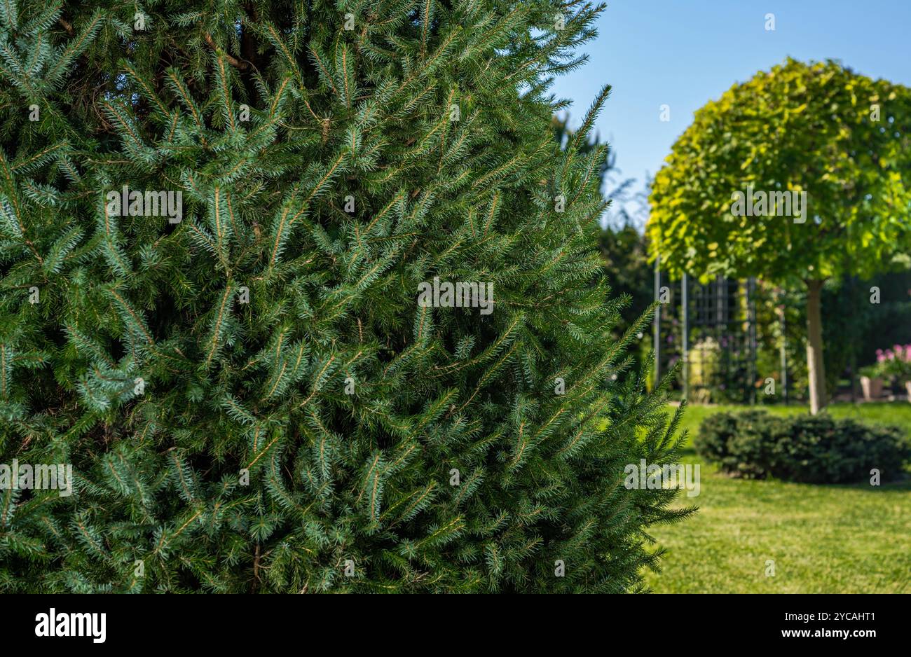 Un jardin animé présente de denses arbustes à feuilles persistantes et des arbres bien entretenus, prélassés au soleil sous un ciel bleu clair, créant une atmosphère extérieure sereine Banque D'Images