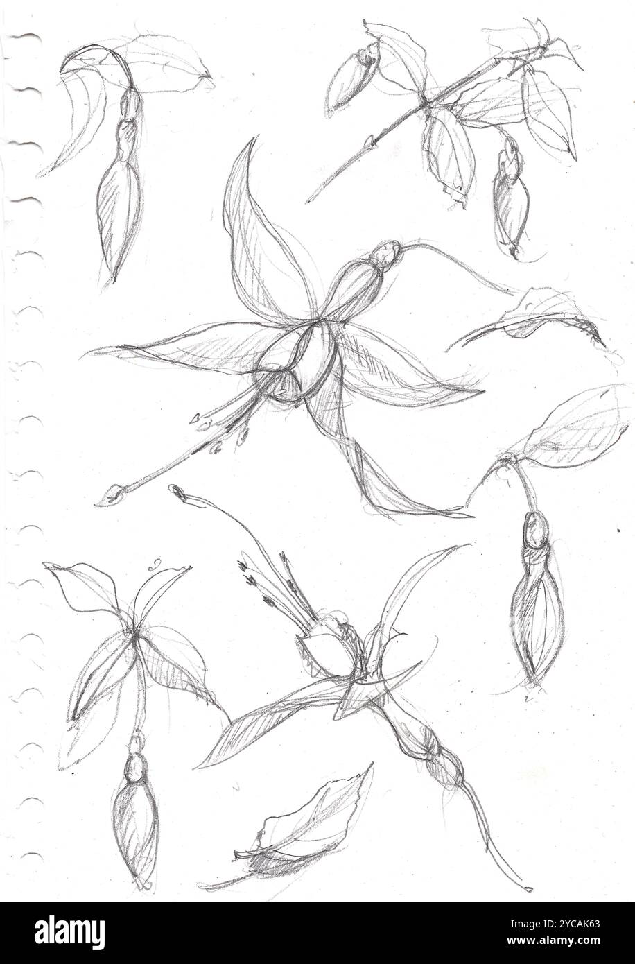 Croquis au crayon de fleurs fuchsia d'une page dans un carnet de croquis. Banque D'Images