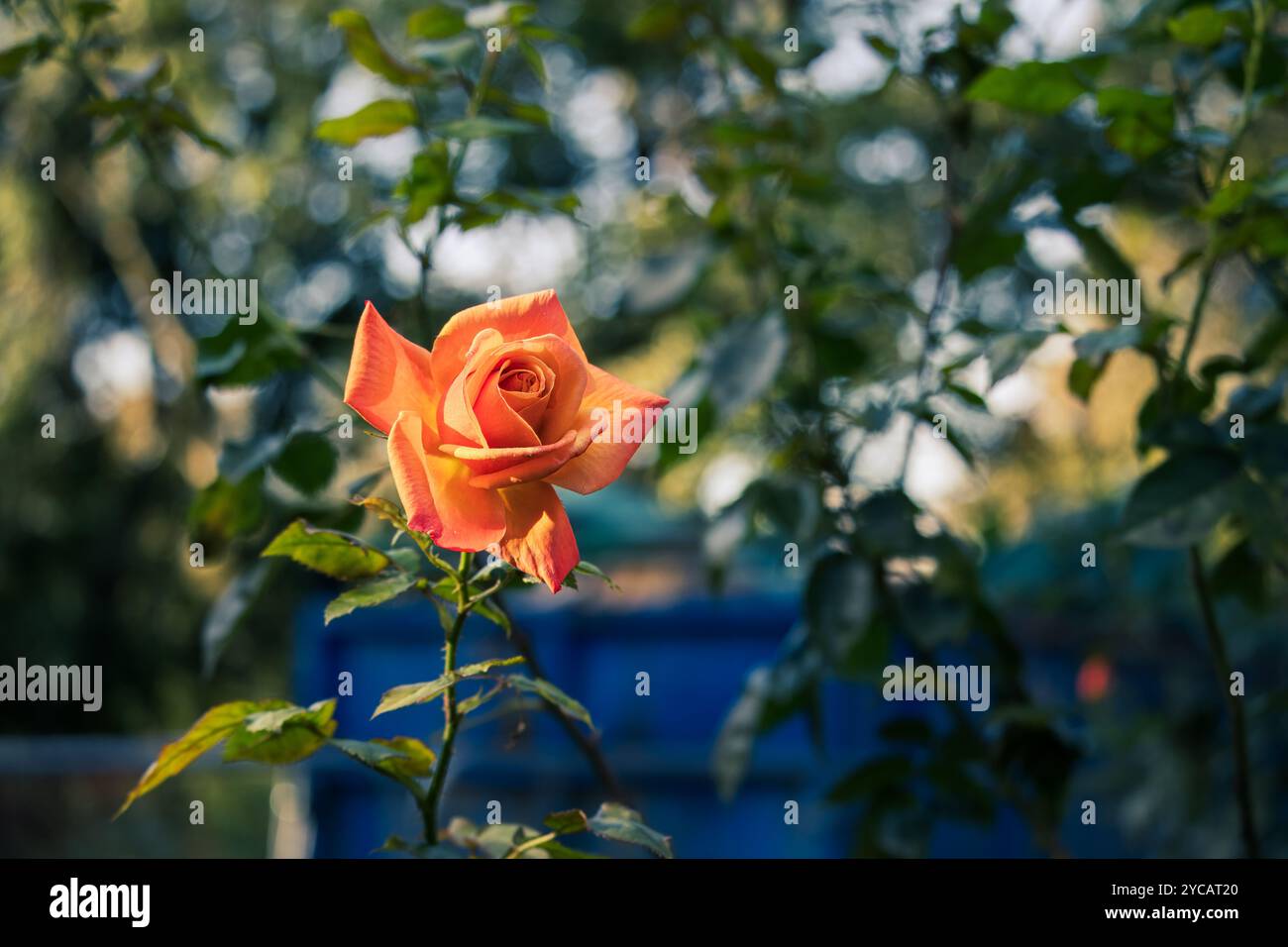 Une seule rose du Bengale se démarque dans un jardin luxuriant, ses pétales d'orange chauds se déploient gracieusement sous la douce lumière du soleil, un moment parfait Banque D'Images