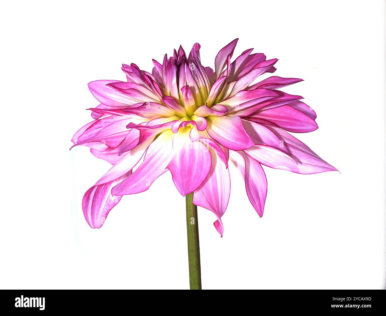 Fleur de dahlia Columbine rose et blanche isolée sur fond blanc Banque D'Images