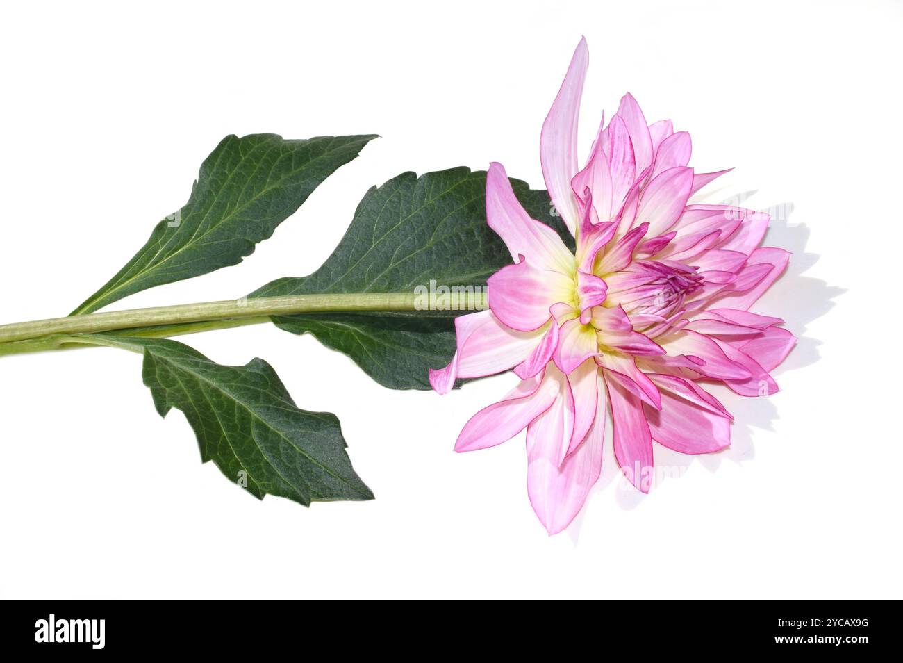 Fleur de dahlia Columbine rose et blanche isolée sur fond blanc Banque D'Images
