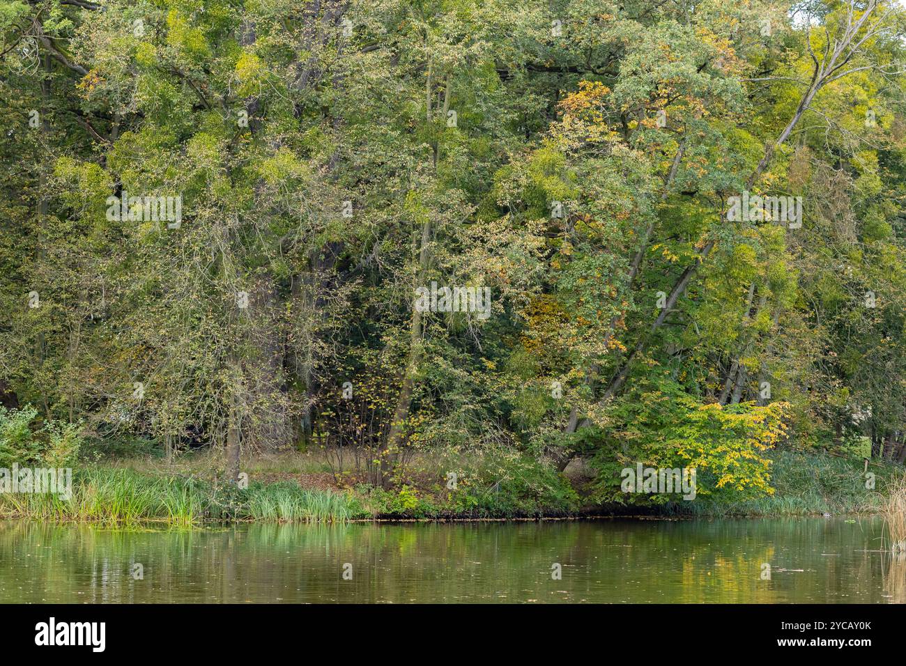 Forêt verdoyante au bord de la rivière calme avec des reflets dans l'eau un jour d'automne paisible. Concept de paysages paisibles et de scènes extérieures tranquilles Banque D'Images