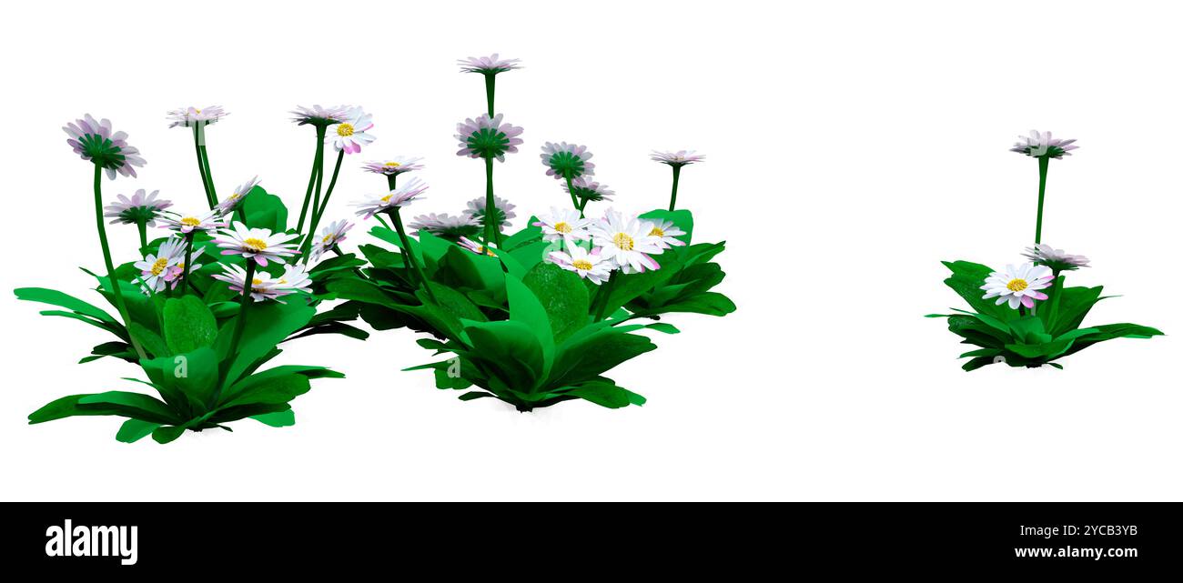 Rendu tridimensionnel de fleurs de Marguerite isolées sur fond blanc Banque D'Images