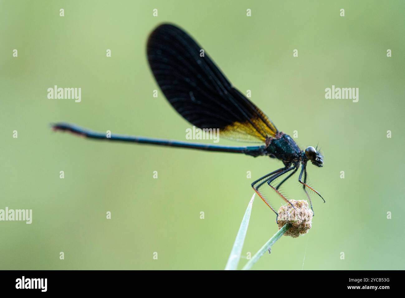 Une image frappante d'une demoiselle aux ailes noires, Calopteryx haemorrhoidalis, perchée délicatement sur une plante, mettant en valeur ses ailes noires et dorées Banque D'Images
