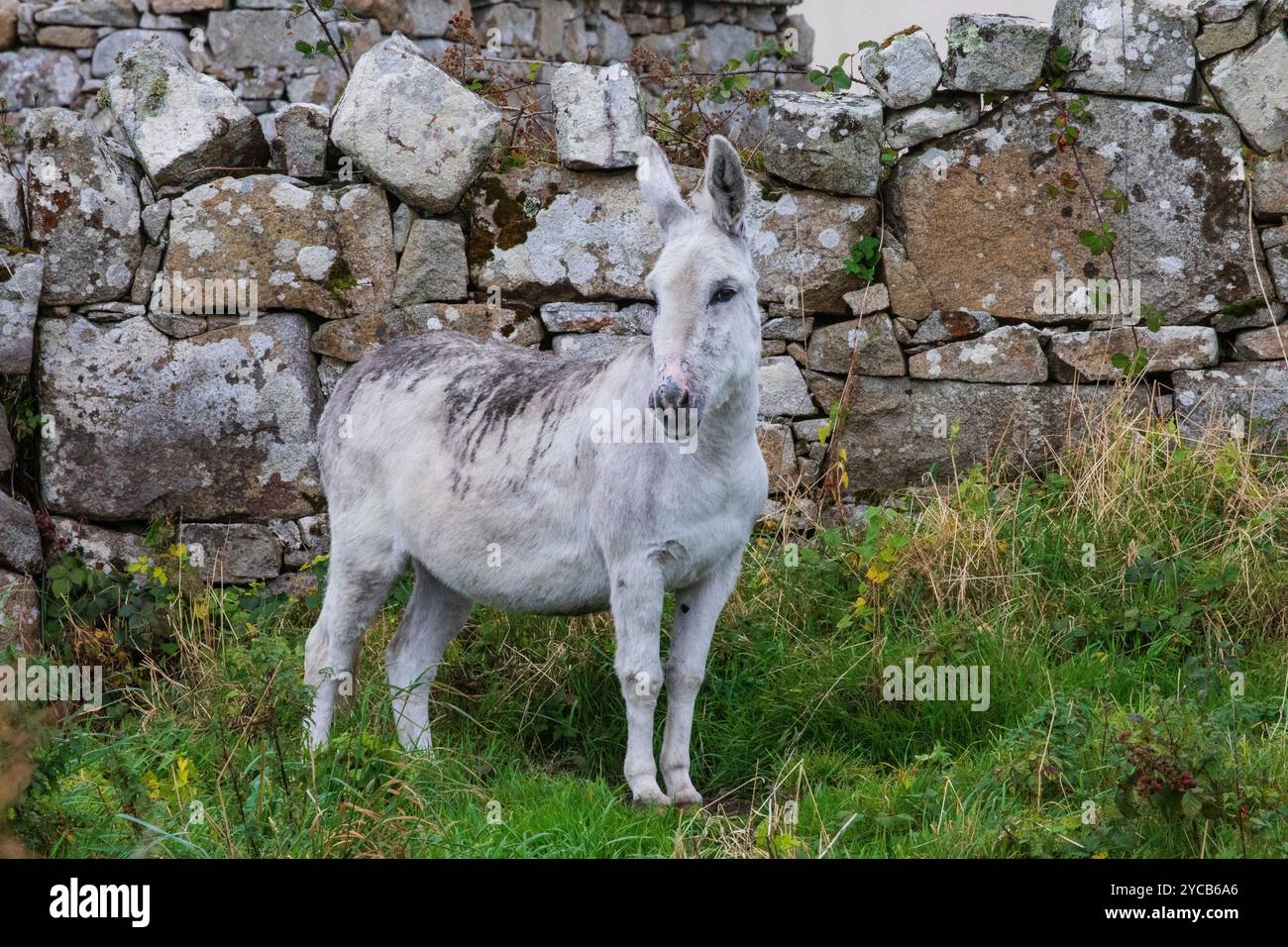 âne blanc, connemara, irlande Banque D'Images