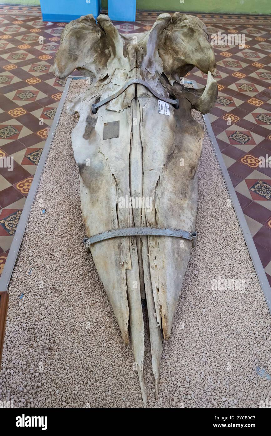 Mâchoire, cachalot (Physeter macrocephalus, syn. : Physeter catodon), Musée d'histoire naturelle, Institut de Maurice, Port Louis, océan Indien, île, Maur Banque D'Images