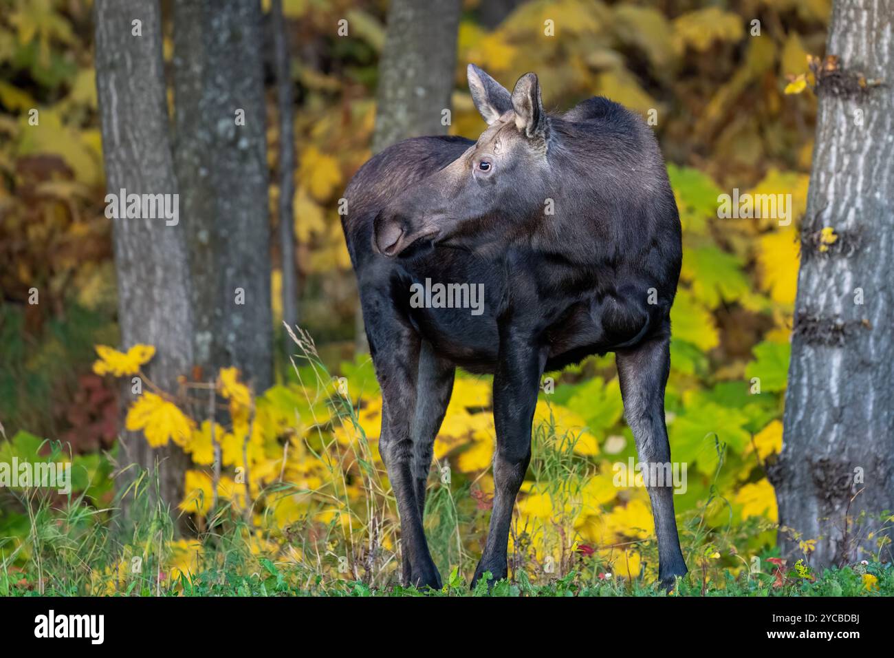 Jeune veau d'orignal dans les couleurs d'automne pinceau à Anchorage, AK Banque D'Images