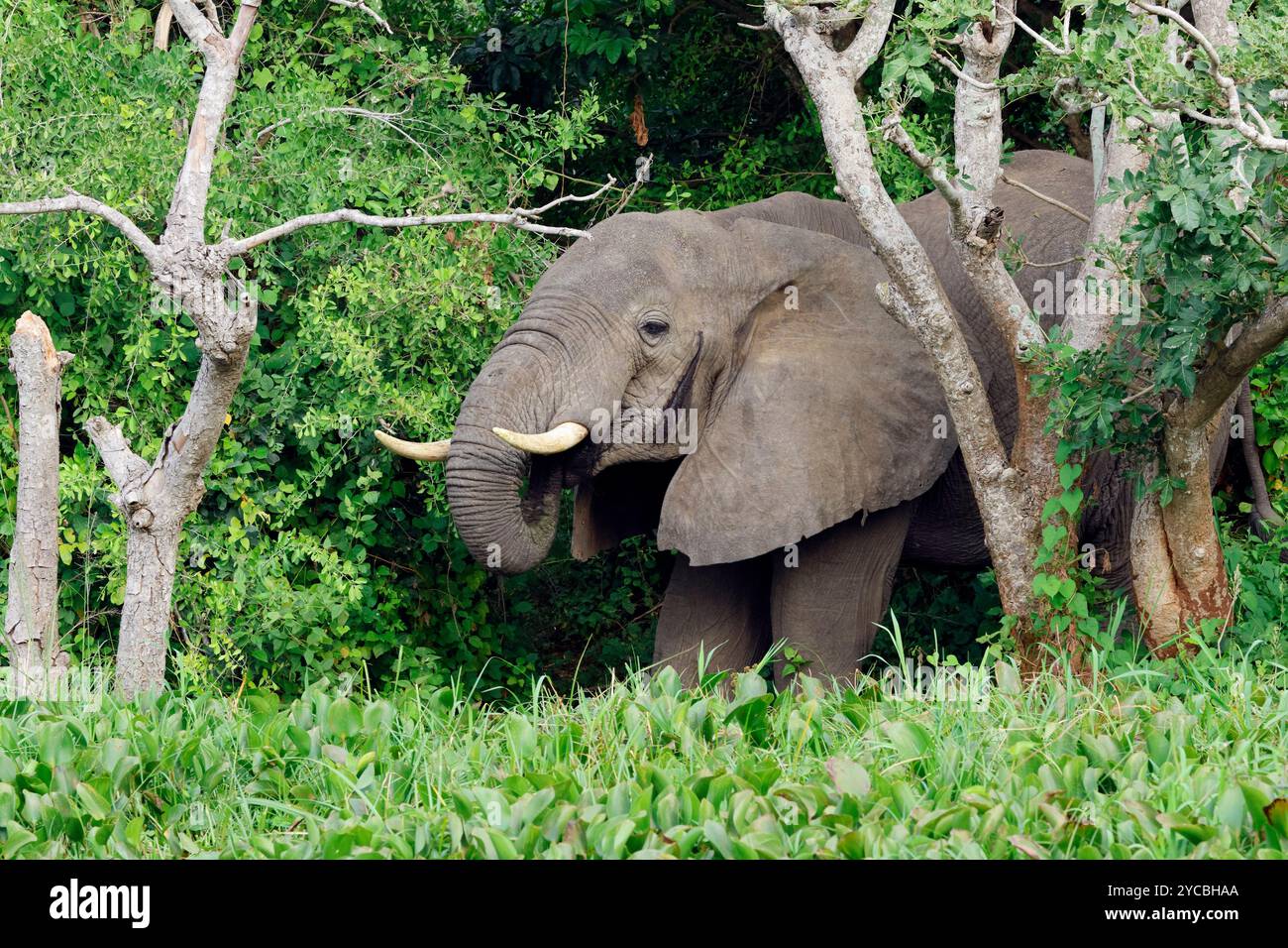 Éléphant d'Afrique, Loxodonta africana, buvant dans la rivière, canal de Kazinga, parc national de la Reine Elizabeth, Ouganda. Banque D'Images