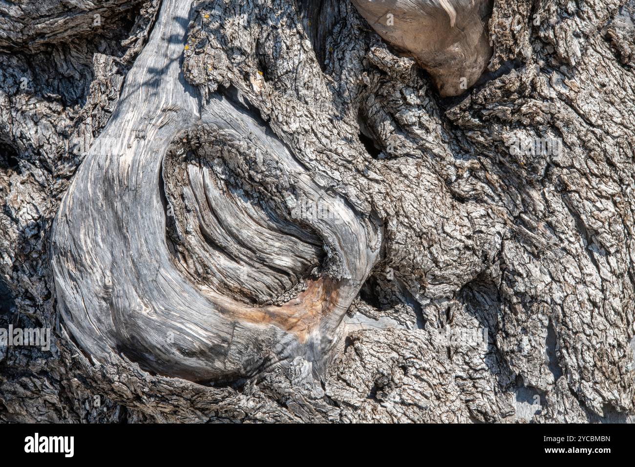 gros plan d'un tronc d'olivier, tronc d'arbre rongé d'un olivier avec des textures et des motifs dans une composition abstraite. Banque D'Images