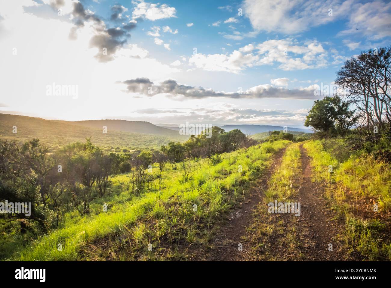 Vue panoramique de paysage dans la réserve de gibier de Mkhuze, Afrique du Sud. Banque D'Images