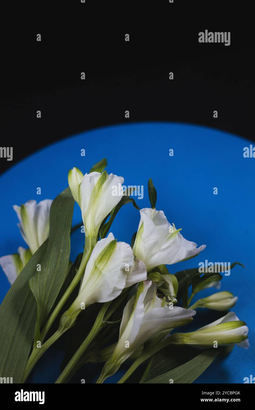 Alstroemeria fleurit sur un disque bleu rond sur fond noir, avec espace copie. Banque D'Images