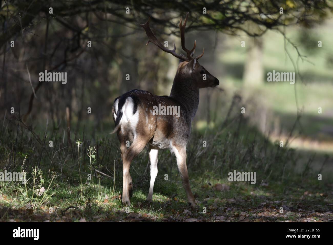 Vue arrière et droite de l'European Jallow Deer Buck (Dama dama) debout en plein soleil au bord d'une forêt, prise au Royaume-Uni en automne Banque D'Images